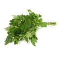 Flat Leaf Parsley - ORGANIC - Herb - 150 Seeds