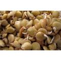 Green Lentils - ORGANIC - Sprouting Seeds - 100 gram