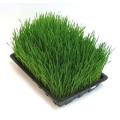 Barley - Sprouting Seeds - 100 grams