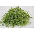 Chinese Cabbage - Sprouting / Microgreen Seeds