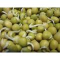 Green Peas - Sprouting / Microgreen Seeds - 100 gram