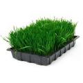Wheatgrass - Sprouting Seeds - 100 grams
