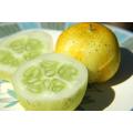Lemon Cucumber - ORGANIC - Heirloom Vegetable - 10 Seeds