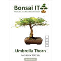 Bonsai IT - Umbrella Thorn - Vachellia / Acacia - Ficus tortilis - Kit 3