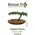 Bonsai IT - Sweet Thorn - Vachellia / Acacia karroo - Kit 4