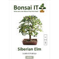 Bonsai IT - Siberian elm - Ulmus pumila - Kit 9