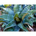 Agave marmorata - Marbled Agave - Exotic Succulent - 10 Seeds