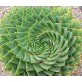 Aloe Polyphylla - African Spiral Aloe - Lesotho Succulent - Seeds - 10 Seeds