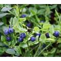 Bilberry - Vaccinium myrtillus - 10 Seeds - Fruit Tree - Exotic Fruit