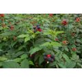 Black Raspberry - Fruit Shrub - Rubus leucodermis - 5 Seeds