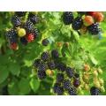 Blackberry - Fruit Shrub - Rubus fruitcosus - 5 Seeds