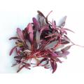 Bulls Blood Beetroot - Sprouting / Microgreen Seeds - 1kg