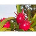 White Flesh / Red Skin Dragon Fruit / Pitaya "Delight" -Hylocereus guatemalensis & Hylocereus und...