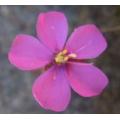 Drosera cuneifolia - Indigenous South African Carnivorous Plant - 10 Seeds