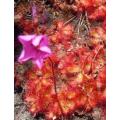 Drosera cuneifolia - Indigenous South African Carnivorous Plant - 10 Seeds