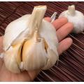 Garlic - Elephant Garlic Cloves / Bulbs - Allium ampeloprasum - Great... - 10 Cloves Elephant Garlic