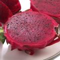 Purple Skin Dragon Fruit / Pitaya "Bloody Mary" - Hylocereus polyrhizus - Exotic Cactus Vine Frui...
