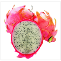 White Flesh Pitaya / Dragon Fruit - "L.A Woman" - Hylocereus undatus - Exotic Succulent Fruit - 1...