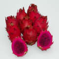 Red Flesh Pitaya "Voodoo Child" - Dragon Fruit - Hylocereus guatamalensis X - Exotic Succulent Fr...