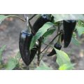 Hungarian Black Chilli Pepper - Capsicum Annuum - Chilli Pepper - 20 Seeds