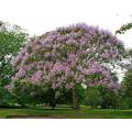 Paulownia kawakamii - Sapphire Dragon Tree - 20 Seeds - Fast Growing Exotic Tree