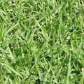 Kikuyu Lawn / Grass Seed - Kikuyu - 140 grams - 20m2