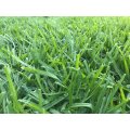 Kikuyu Lawn / Grass Seed - Kikuyu - 350 grams - 50m2