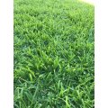 Kikuyu Lawn / Grass Seed - Kikuyu - 350 grams - 50m2