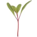 Beetroot - Sprouting / Microgreen Seeds