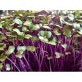 Purple Kohlrabi - Sprouting / Microgreen Seeds - 1kg