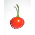 Cape Medallion Sweet Red Cherry Pepper - Capsicum baccatum v pendulum