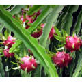 White Flesh Pitaya / Dragon Fruit - "L.A Woman" - Hylocereus undatus - Exotic Succulent Fruit - 1...