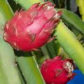 Red Flesh Pitaya "Voodoo Child" - Dragon Fruit - Hylocereus guatamalensis X - Exotic Succulent Fr...