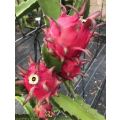 Red Flesh Pitaya "Red Jaina" - Dragon Fruit - Hylocereus polyrhizus - Exotic Succulent Fruit - 10...