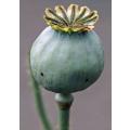 Papaver somniferum - Seed Poppy - ORGANIC - Heirloom Ornamental Flower - 20 Seeds