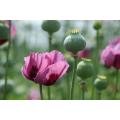Papaver somniferum - Seed Poppy - ORGANIC - Heirloom Ornamental Flower - 20 Seeds