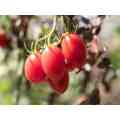 Rio Fuego Tomato - Lycopersicon esculentum - 50 Seeds