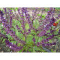 Purple Basil - ORGANIC - Herb - 50 Seeds