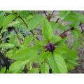 Purple Basil - ORGANIC - Herb - 50 Seeds