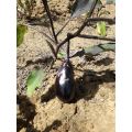 Violette Aubergine Eggplant - ORGANIC - Heirloom Vegetable - 20 Seeds