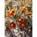 Marigold Flowers - ORGANIC - Edible Heirloom Flower - 20 Seeds