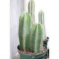 Isolatocereus / Stenocereus dumortieri - Exotic Cacti / Succulent - 10 Seeds