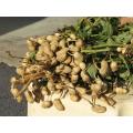 Peanut Seeds - Arachis Hypogaea - Sprouting / Planting Seeds - 100 Gram Peanut Seeds