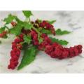Strawberry Spinach - Chenopodium capitatum - Exotic Native Amnerican Vegetable / Herb / Fruit - 2...
