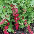 Strawberry Spinach - Chenopodium capitatum - Exotic Native Amnerican Vegetable / Herb / Fruit - 2...
