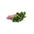 Triton Japanese Purple / Red Stemmed Radish - Sprouting / Microgreen Seeds