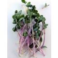 Triton Japanese Purple / Red Stemmed Radish - Sprouting / Microgreen Seeds