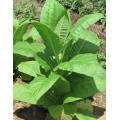 Virginia Gold Tobacco - Nicotiana Tabaccum - 20 Seeds