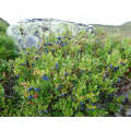 Bilberry - Vaccinium myrtillus - 10 Seeds - Fruit Tree - Exotic Fruit