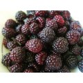 Black Raspberry - Fruit Shrub - Rubus leucodermis - 5 Seeds